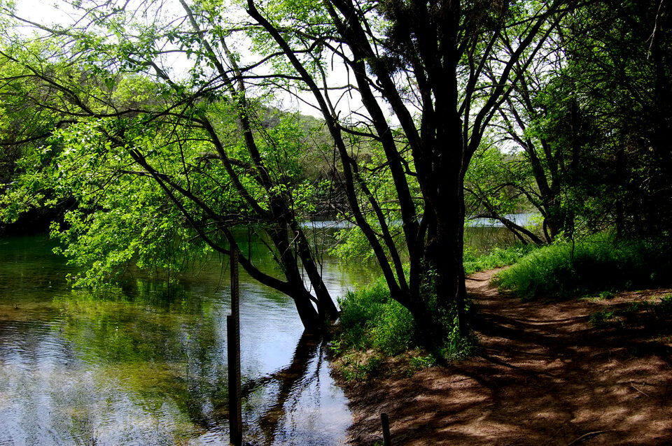 A shaded trail along the Barton Creek Greenbelt