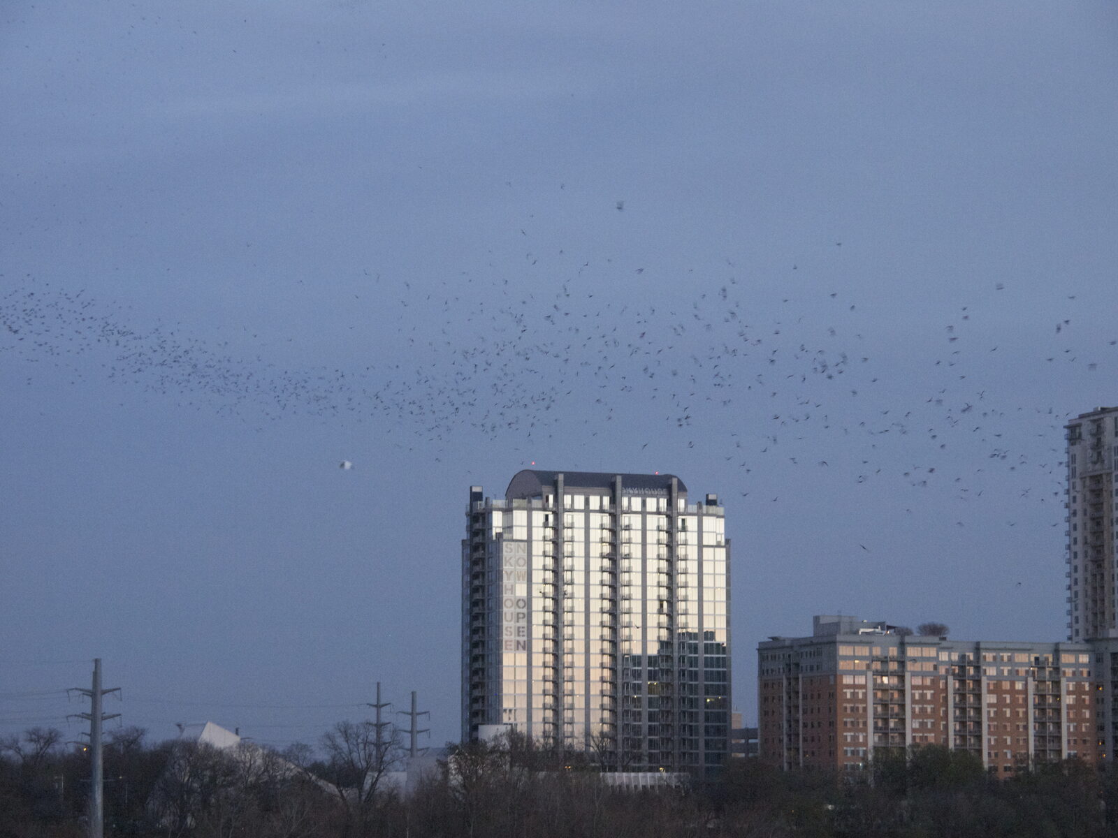 The nightly bat flight from the Congress Avenue Bridge